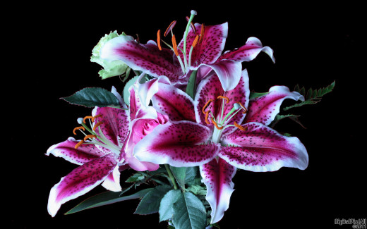 506379 (a): :1680x1050